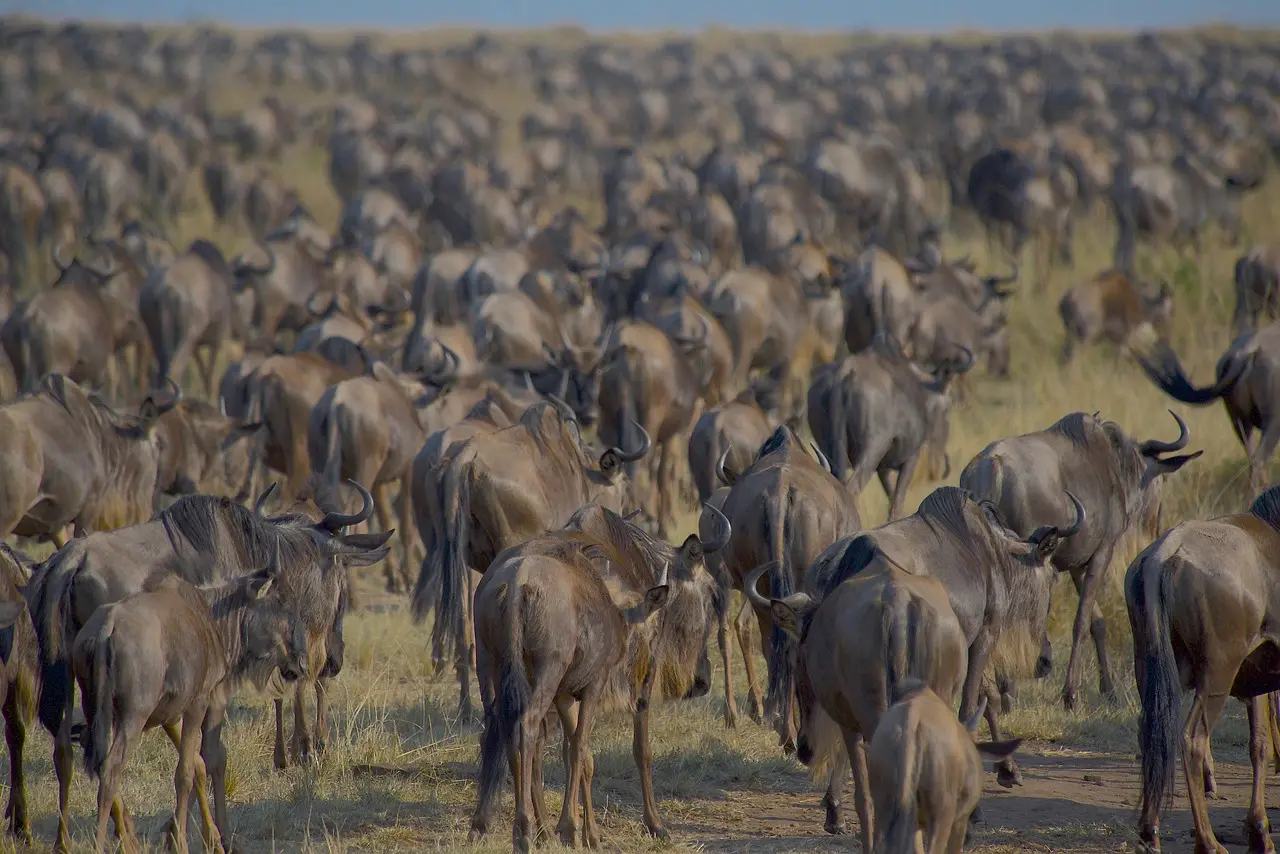 Maasai Mara Great Migration